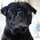 choco☆pug choco☆pug