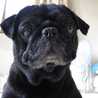 choco☆pug