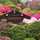 cook_114437558