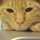 tiren