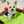 aymf