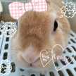 きなこ♭