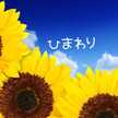 ひまわりY☆M