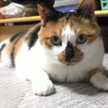 みどりmama