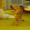 猪田若葉