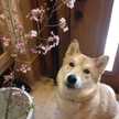 さくつばアリス