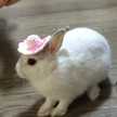 oふうかo