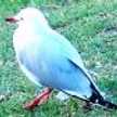 seagull