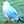 seagull