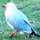 seagull seagull
