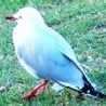 seagull