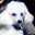 poodle714