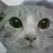 ねこ侍
