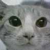 ねこ侍