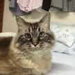 ひろす