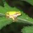 happyFroggy