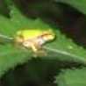 happyFroggy