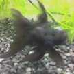 superfish