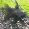 superfish