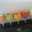 citron_orange