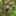 オランウータンが好き オランウータンが好き