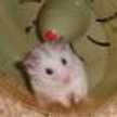 heavymetal-hamsters.com
