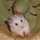 heavymetal-hamsters.com heavymetal-hamsters.com