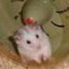 heavymetal-hamsters.com