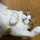 にぼしといわしとねこ
