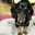 HACHIKIN