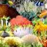 aquarium