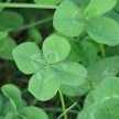 ＣＬＯＶＥＲ♡