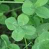 ＣＬＯＶＥＲ♡