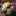 twinleaves twinleaves