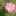 ピンクの秋桜 ピンクの秋桜