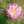 ピンクの秋桜