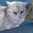 わはは猫