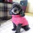 pady