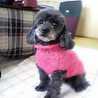 pady pady