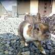 ミニうさモモ