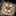 みる猫 みる猫
