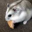 poyopoyo