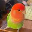 Piyomata