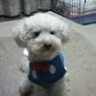 Chieppr