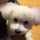 BLANC3298 BLANC3298