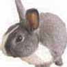 BUNNY★
