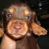 chipy