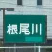 根尾川
