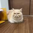もちげ