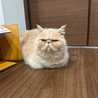 もちげ
